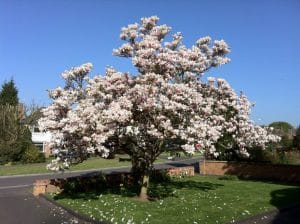 Magnolia soulangeana porte