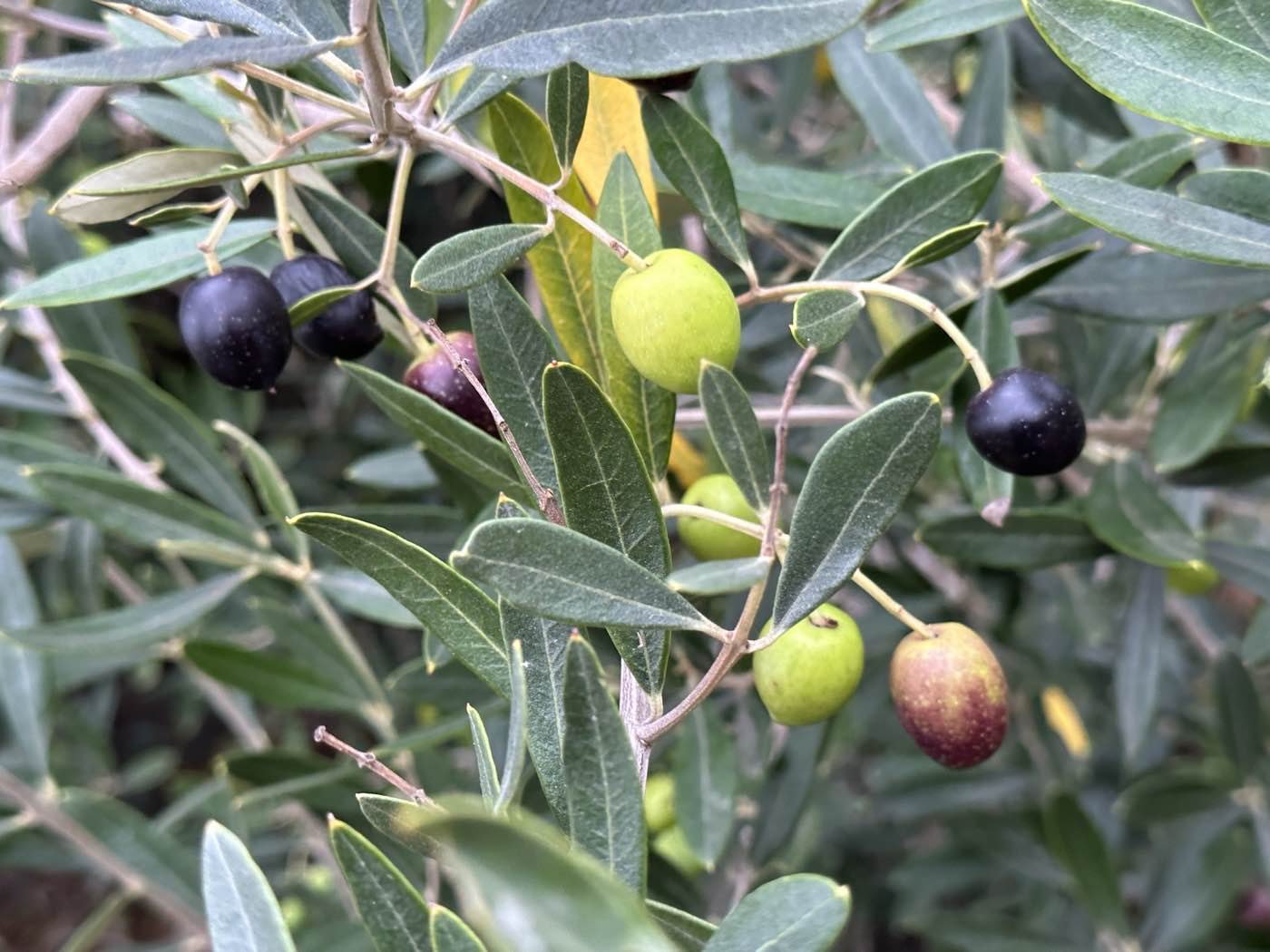 Olivo (Olea europaea) hojas y fruto