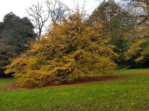 PARROTIA-PERSICA-porte