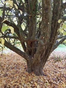 PARROTIA-PERSICA-tronco