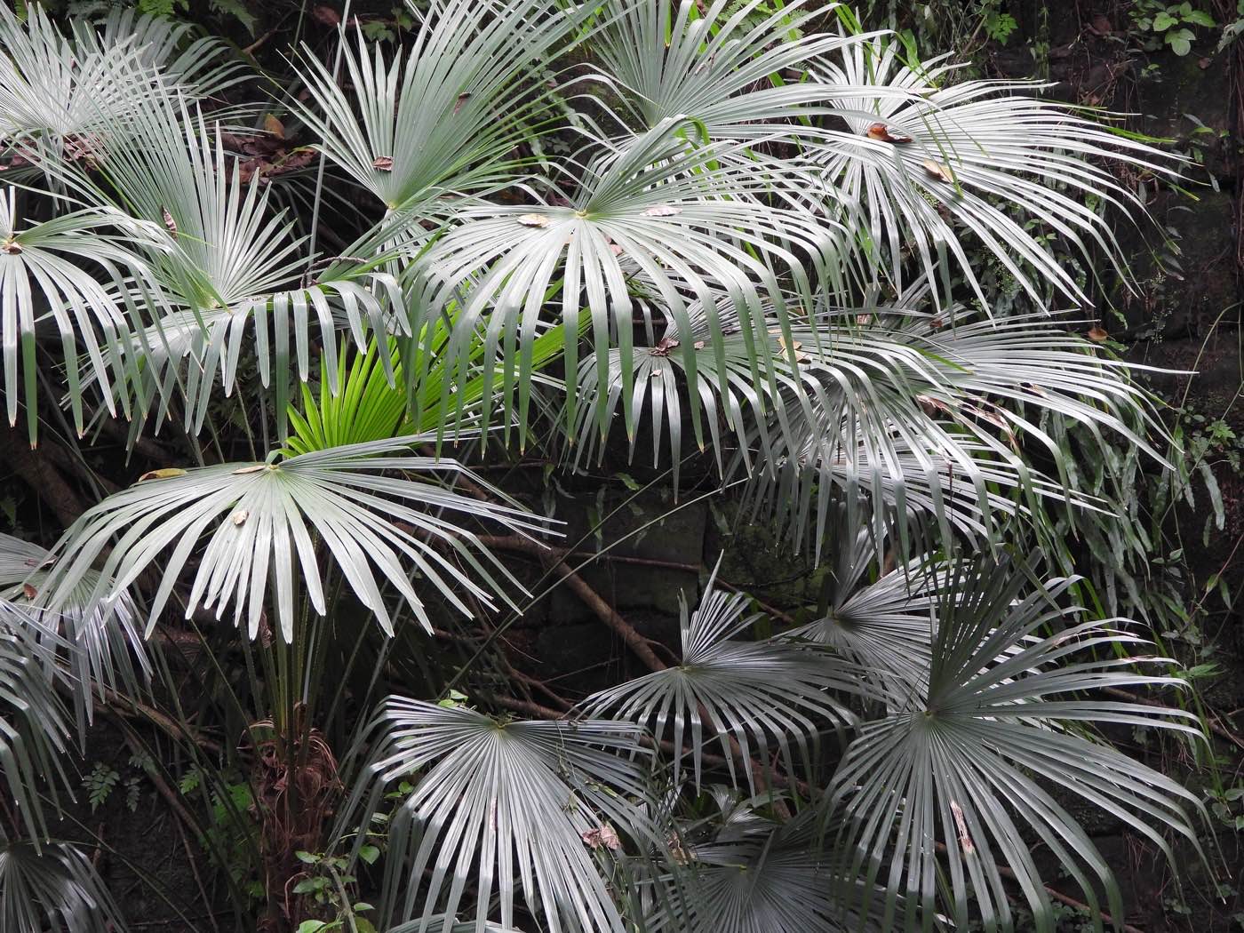 Palmera Excelsa (Trachycarpus fortunei) hojas