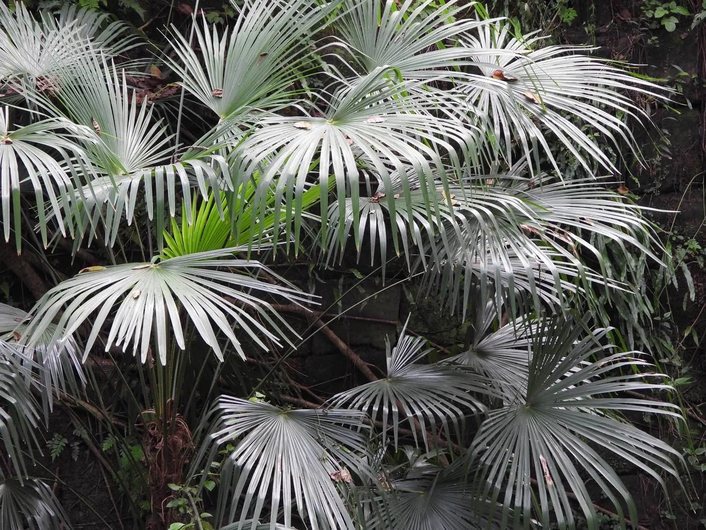 Palmera Excelsa (Trachycarpus fortunei) hojas