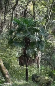 Palmera Excelsa (Trachycarpus fortunei) porte