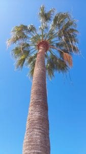 Palmera canaria (Phoenix canariensis) tronco