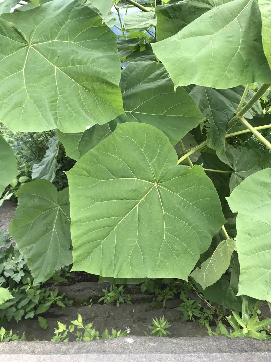 Paulonia (Paulownia tomentosa) hoja forma