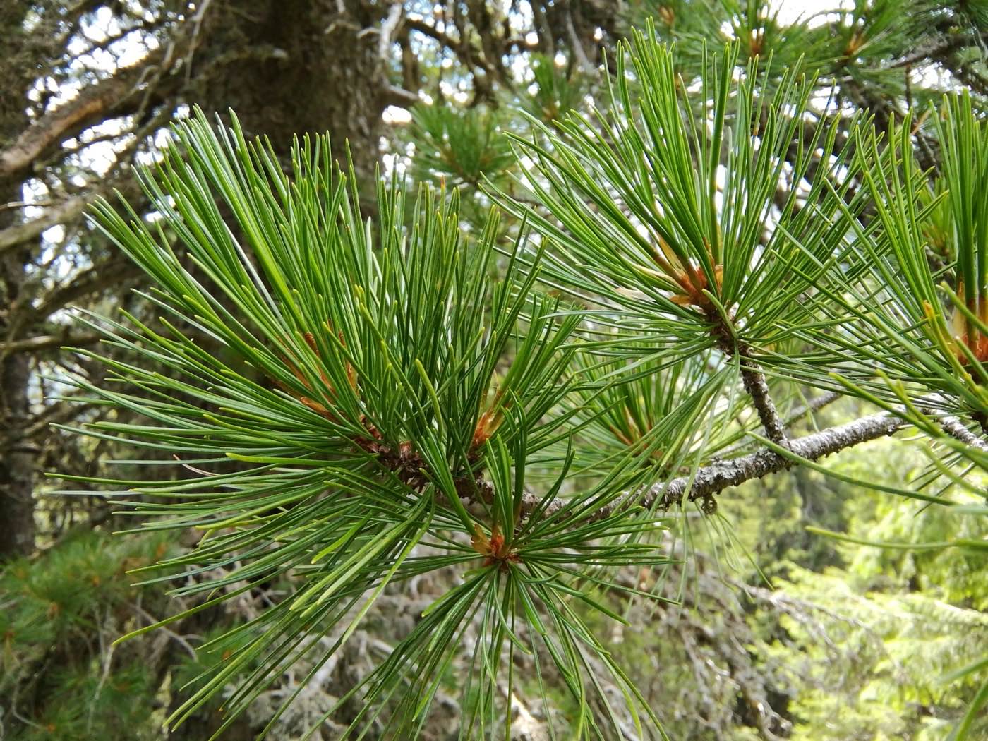 Pino Cembra (Pinus cembra) hojas