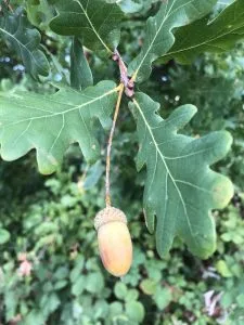 ROBLE COMÚN ( QUERCUS ROBUR ) fruto