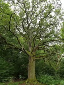 ROBLE COMÚN ( QUERCUS ROBUR ) porte