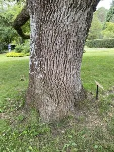ROBLE COMÚN ( QUERCUS ROBUR ) tronco