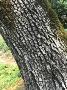 Roble Meloso Quercus pyrenaica detalle tronco