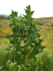 Roble Meloso Quercus pyrenaica hojas