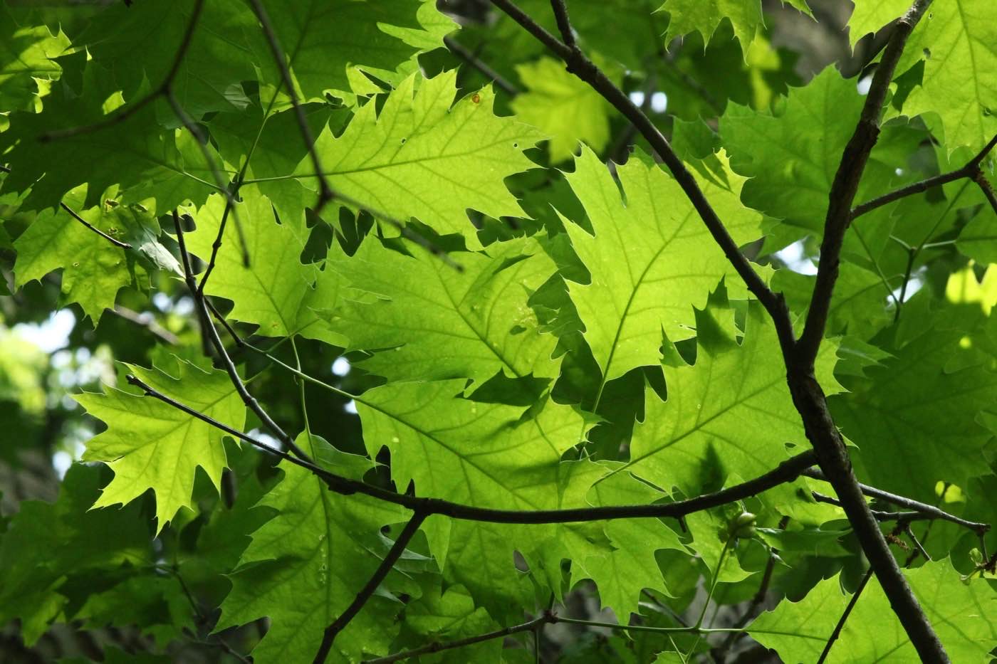 Roble americano (Quercus rubra) hojas