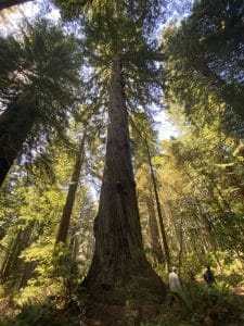 Secuoya roja (Sequoia sempervirens) porte