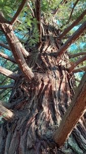 Secuoya roja (Sequoia sempervirens) tronco