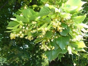 Tilo de hoja grande (Tilia platyphyllos) hojas y flores