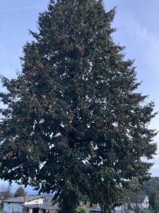 Tilo de hoja grande (Tilia platyphyllos) porte