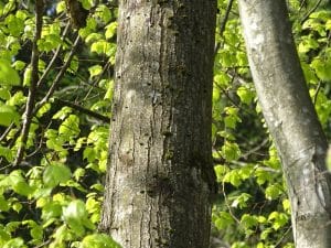 Tilo de hoja grande (Tilia platyphyllos) tronco
